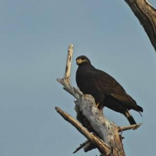 Erick Meyenberg. Toda la noche se oyeron pasar p&aacute;jaros