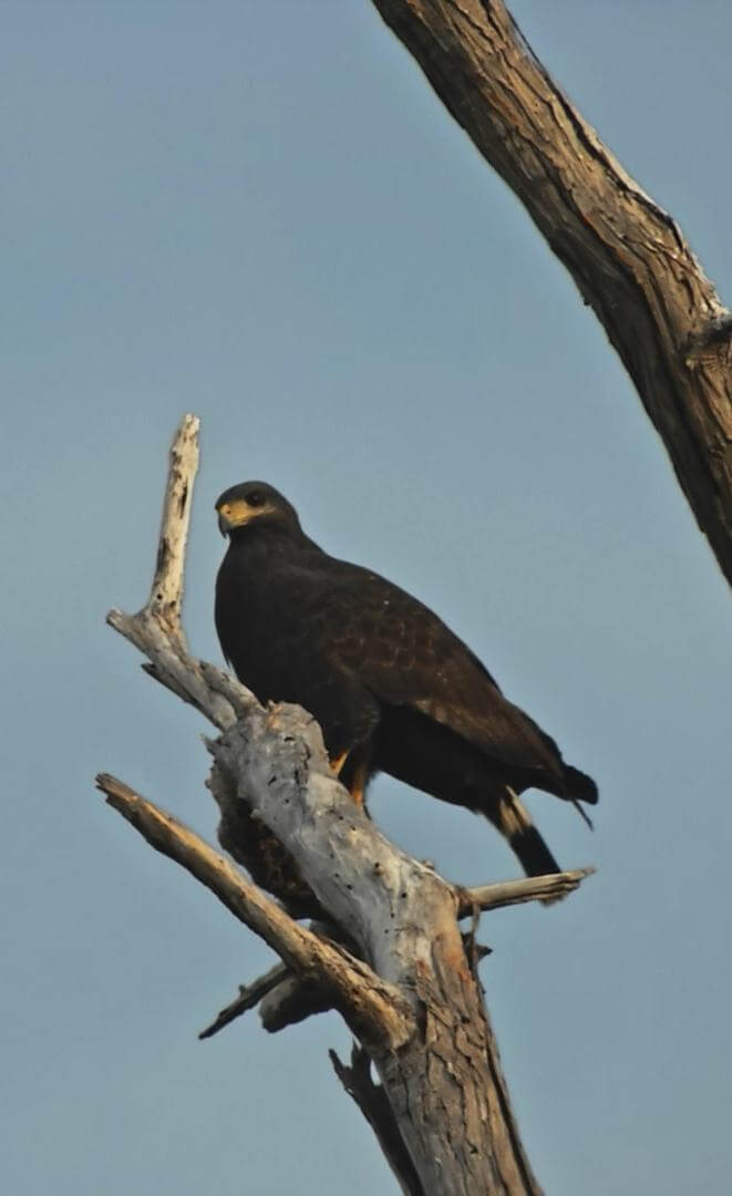 Erick Meyenberg. Toda la noche se oyeron pasar p&aacute;jaros | Exposiciones | Museo Amparo, Puebla.