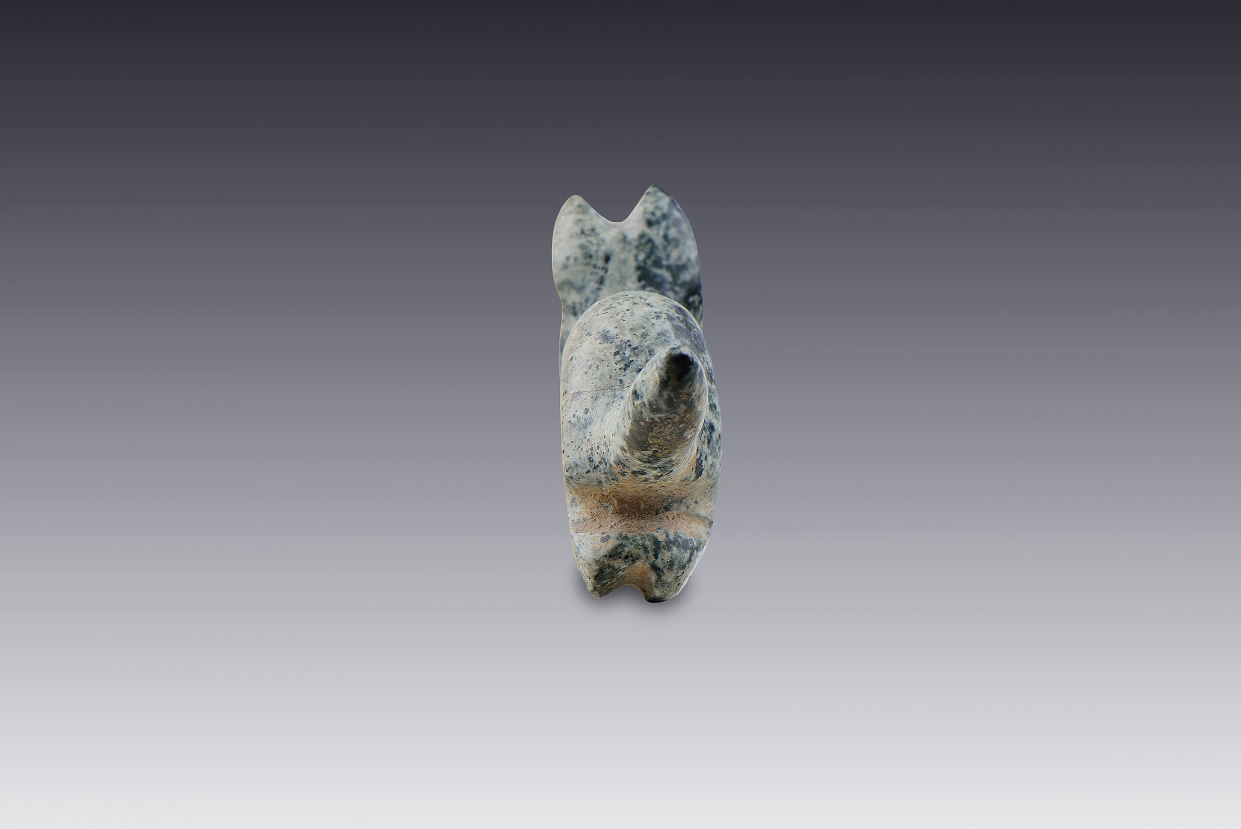 Pendiente con forma de perro | El México antiguo. Salas de Arte Prehispánico | Museo Amparo, Puebla