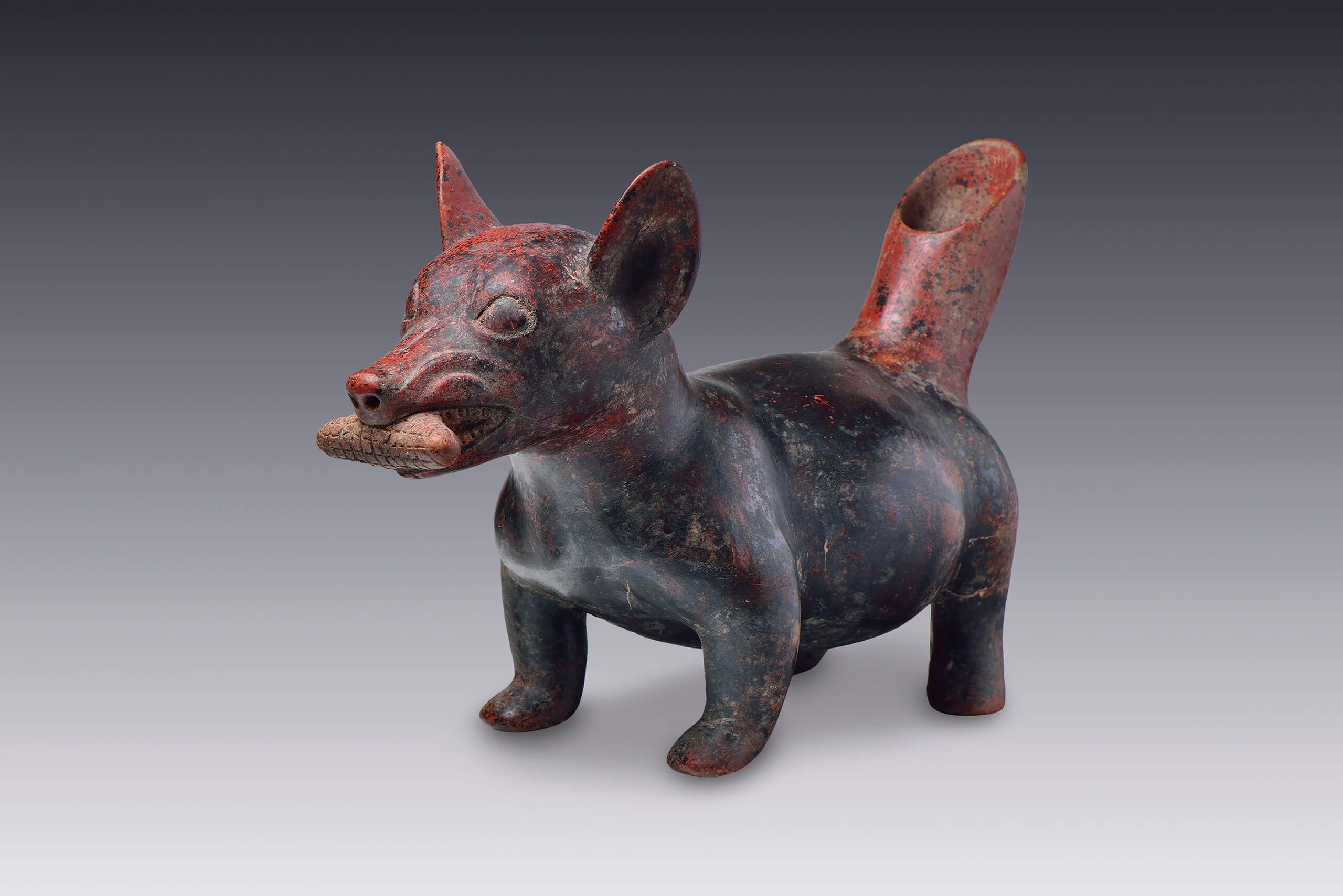 Perra con mazorca entre los dientes | El México antiguo. Salas de Arte Prehispánico | Museo Amparo, Puebla