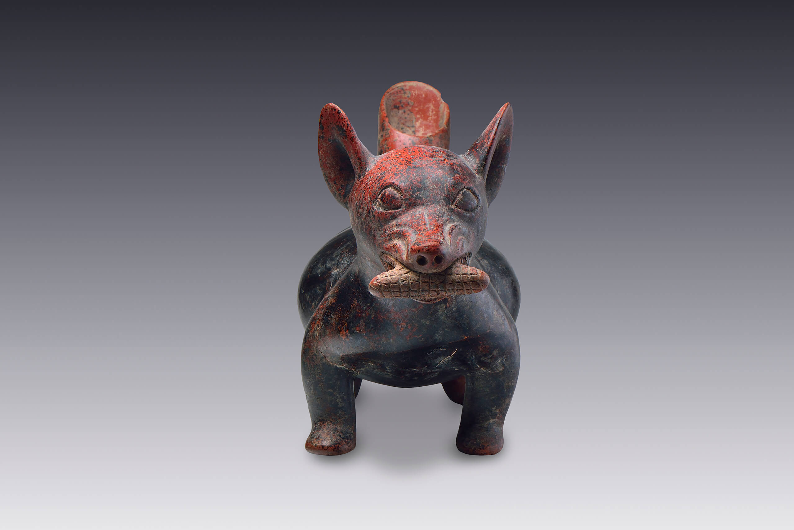 Perra con mazorca entre los dientes | El México antiguo. Salas de Arte Prehispánico | Museo Amparo, Puebla