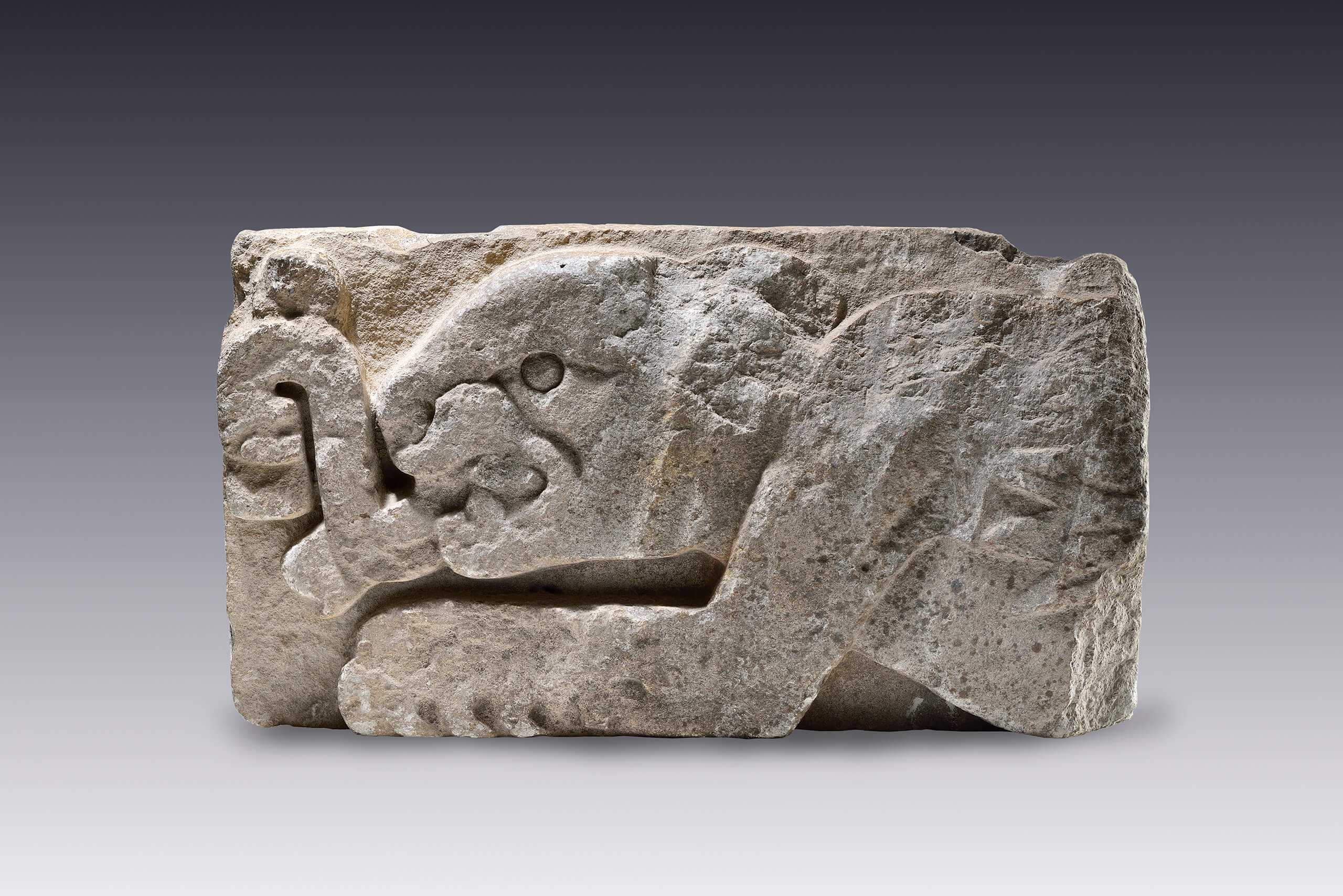 Estela fragmentada con felino | El México antiguo. Salas de Arte Prehispánico | Museo Amparo, Puebla