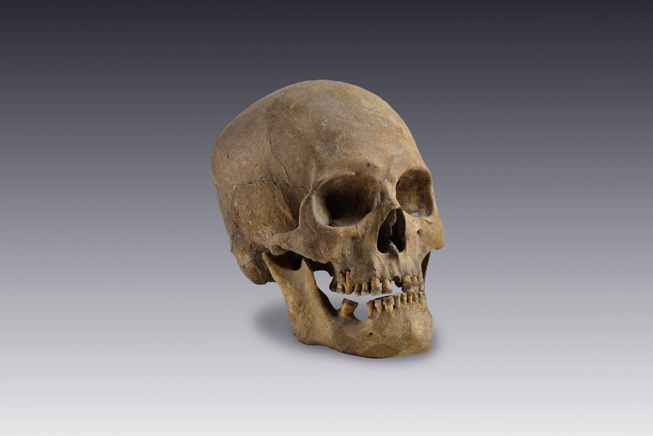 Cráneos humanos | El México antiguo. Salas de Arte Prehispánico | Museo Amparo, Puebla