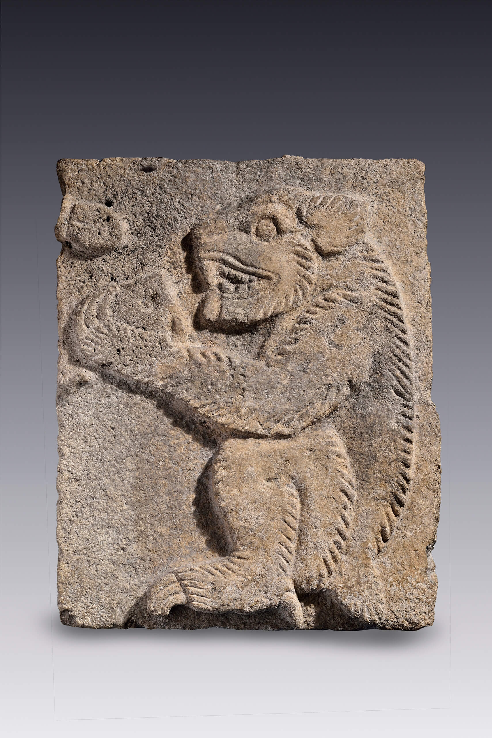 Estela con roedor comiendo | El México antiguo. Salas de Arte Prehispánico | Museo Amparo, Puebla