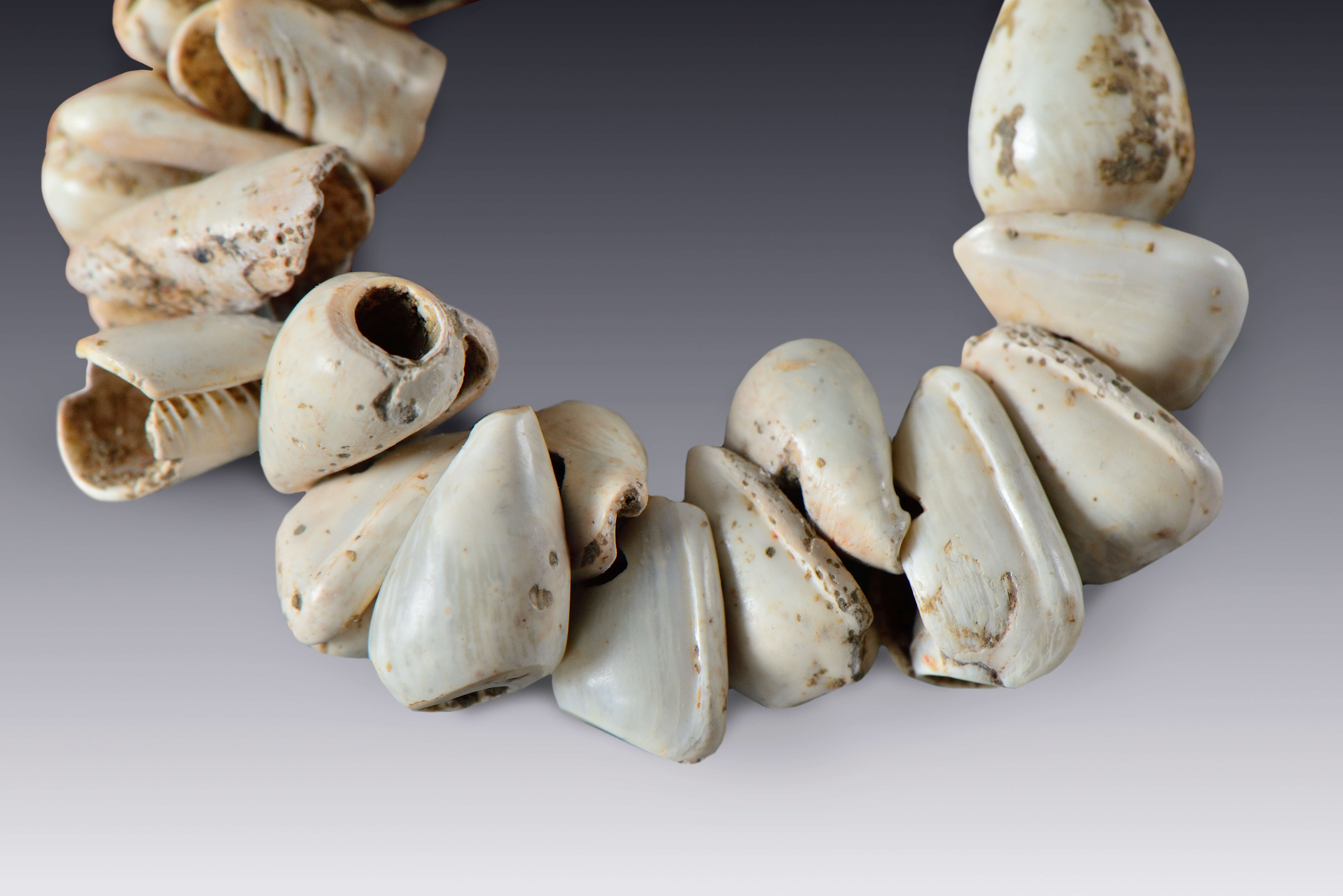 Sartal de veintitrés caracoles | Divinos Señores de la Montaña. La Sierra Norte de Puebla en tiempos de El Tajín | Museo Amparo, Puebla