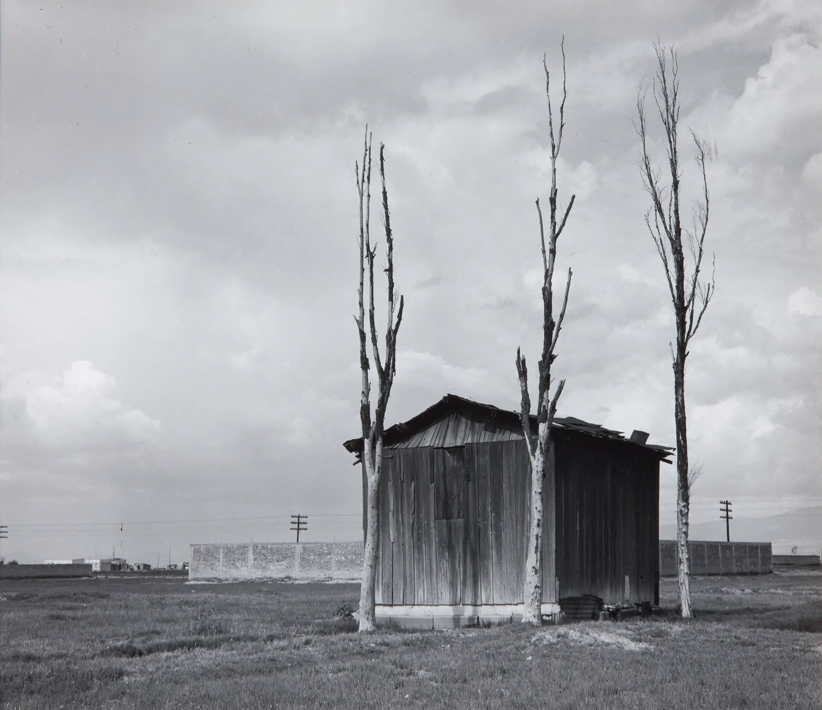 Surtido Alérgico posponer Tres árboles y una casa | Manuel Álvarez Bravo. Un fotógrafo al acecho |  Museo Amparo,