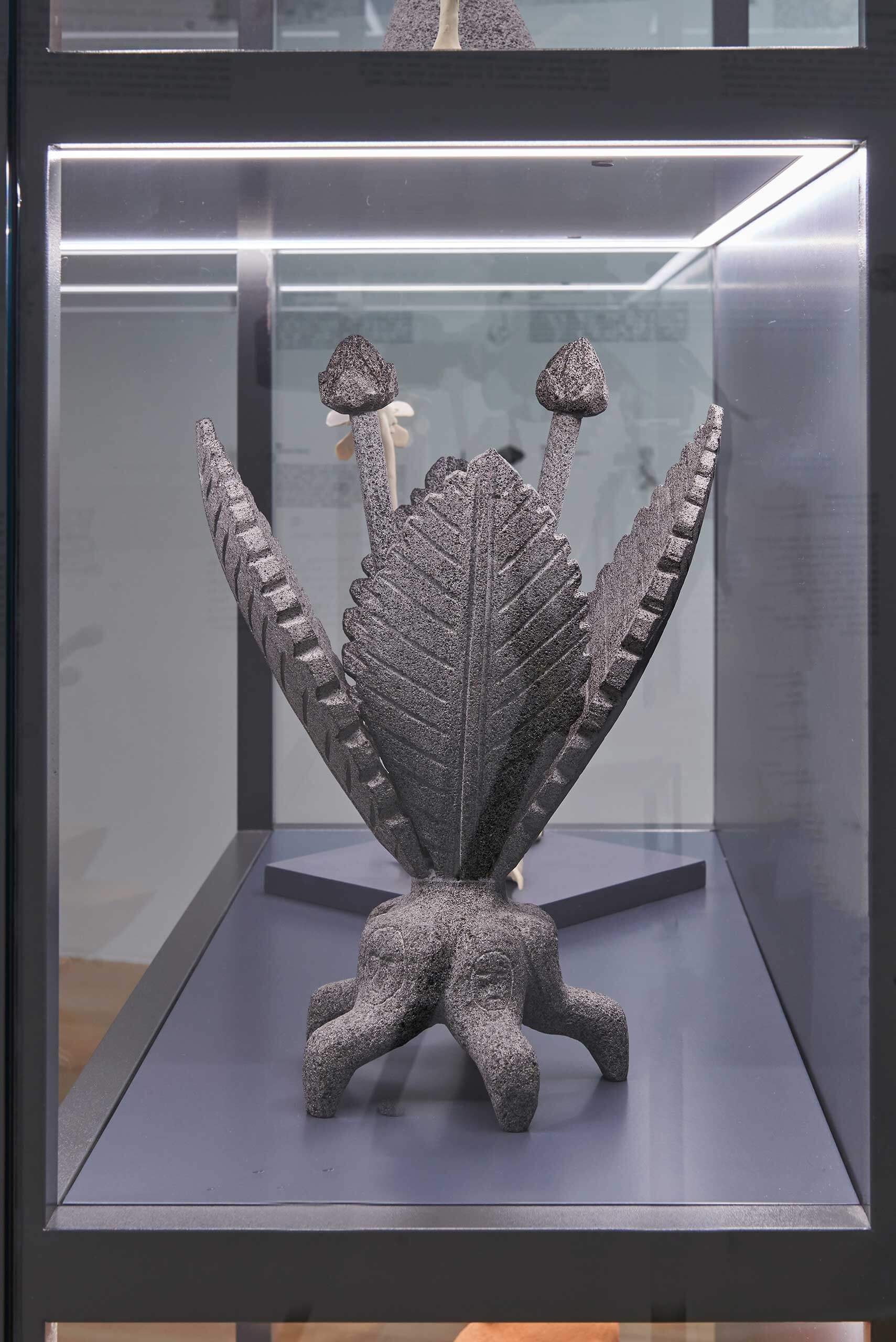 Imaginario vegetal | El tiempo en las cosas II. Salas de Arte Contemporáneo | Museo Amparo, Puebla