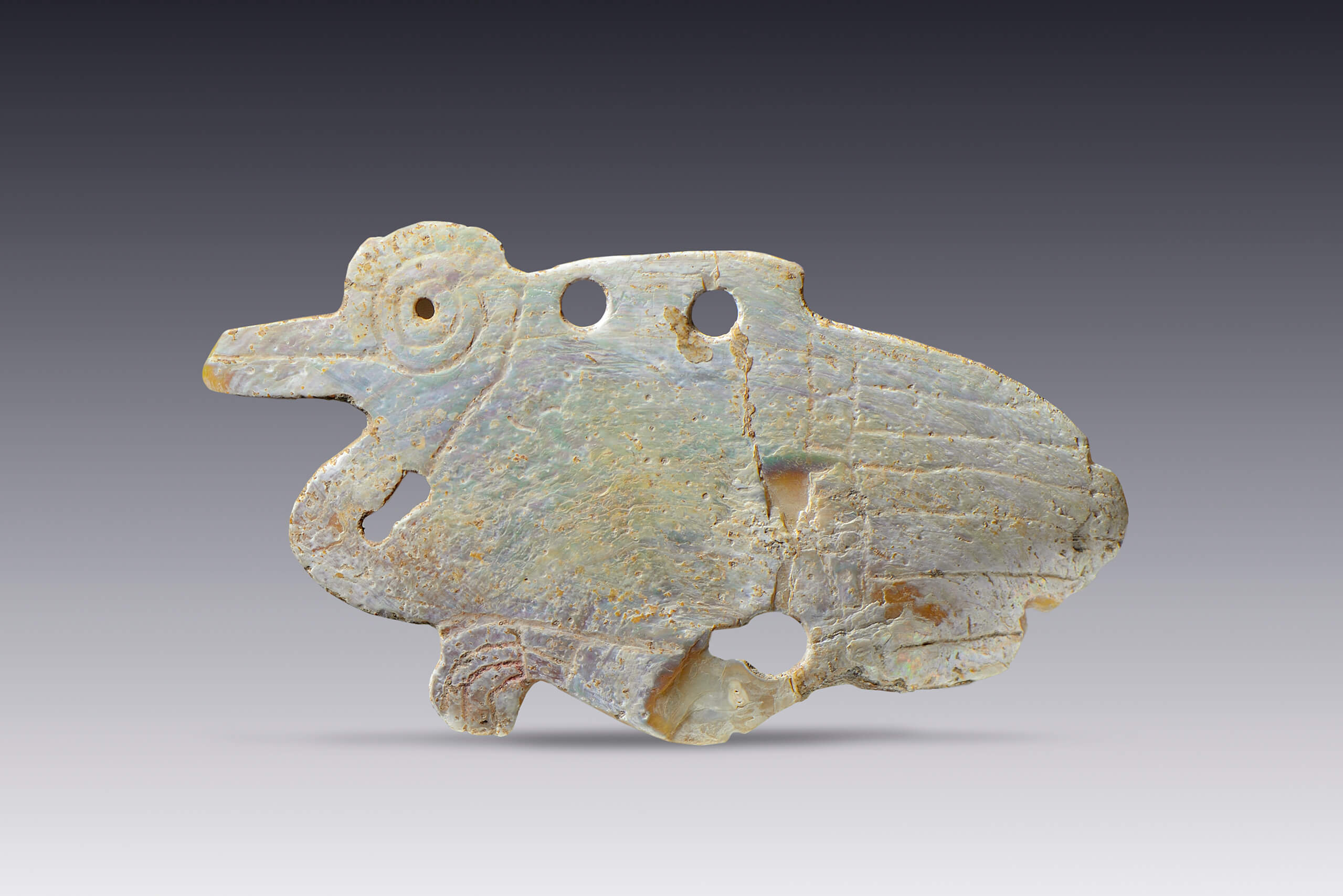 Pectoral de concha en forma de ave | El México antiguo. Salas de Arte Prehispánico | Museo Amparo, Puebla