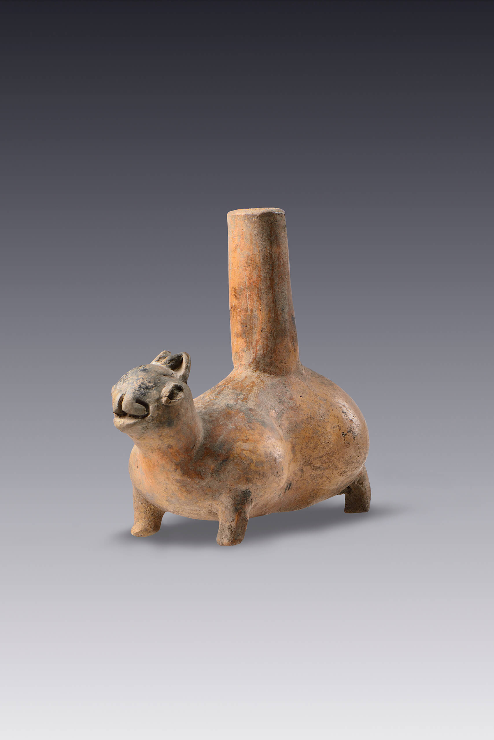 Botellón con forma de conejo | El México antiguo. Salas de Arte Prehispánico | Museo Amparo, Puebla