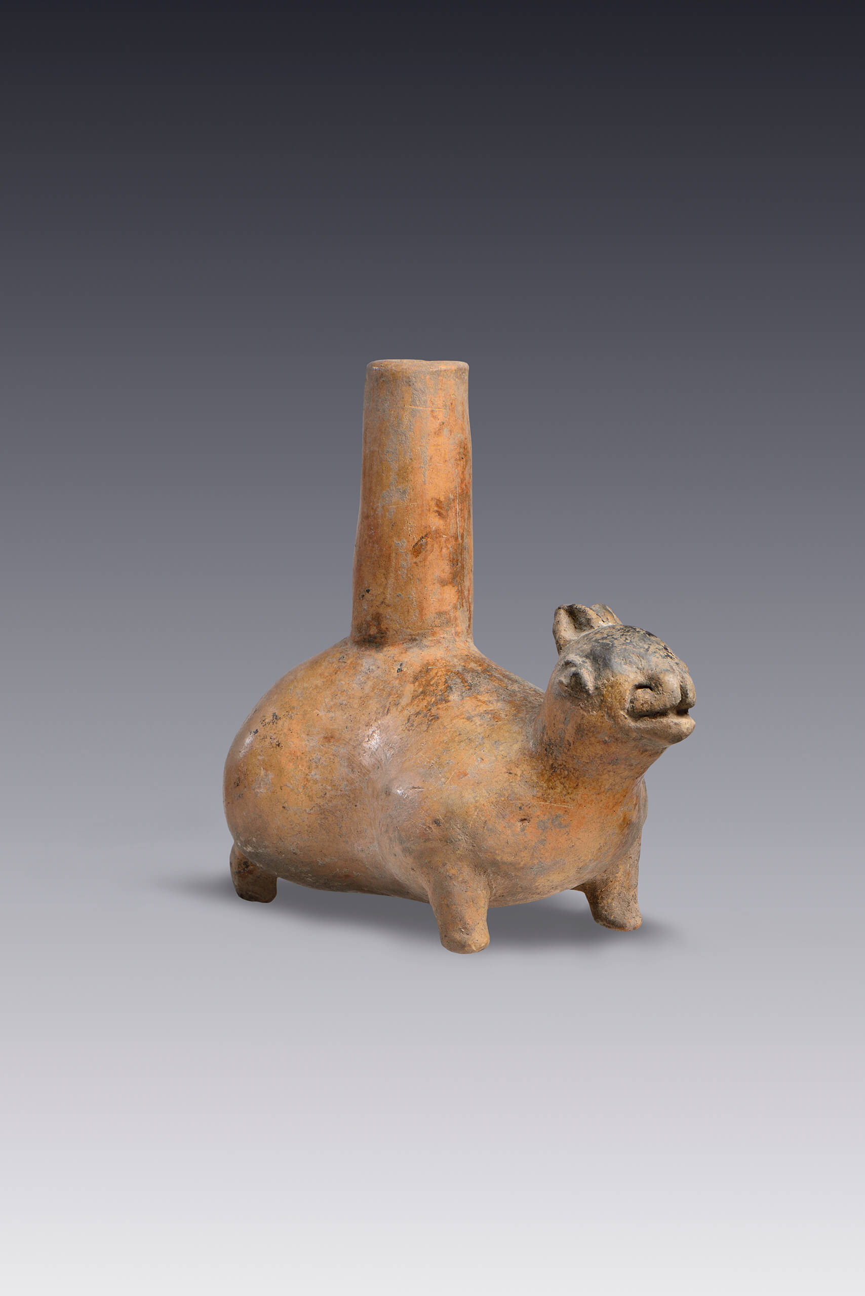 Botellón con forma de conejo | El México antiguo. Salas de Arte Prehispánico | Museo Amparo, Puebla