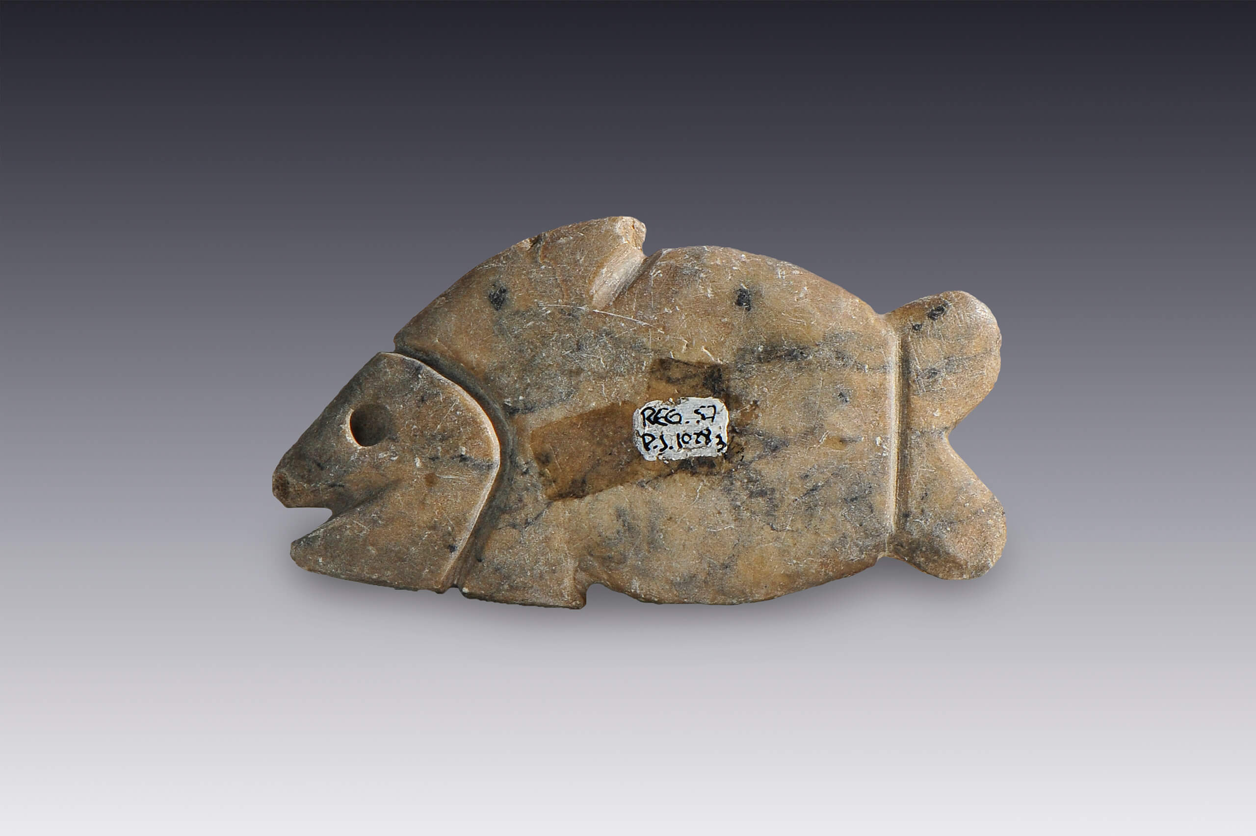 Peces | El México antiguo. Salas de Arte Prehispánico | Museo Amparo, Puebla