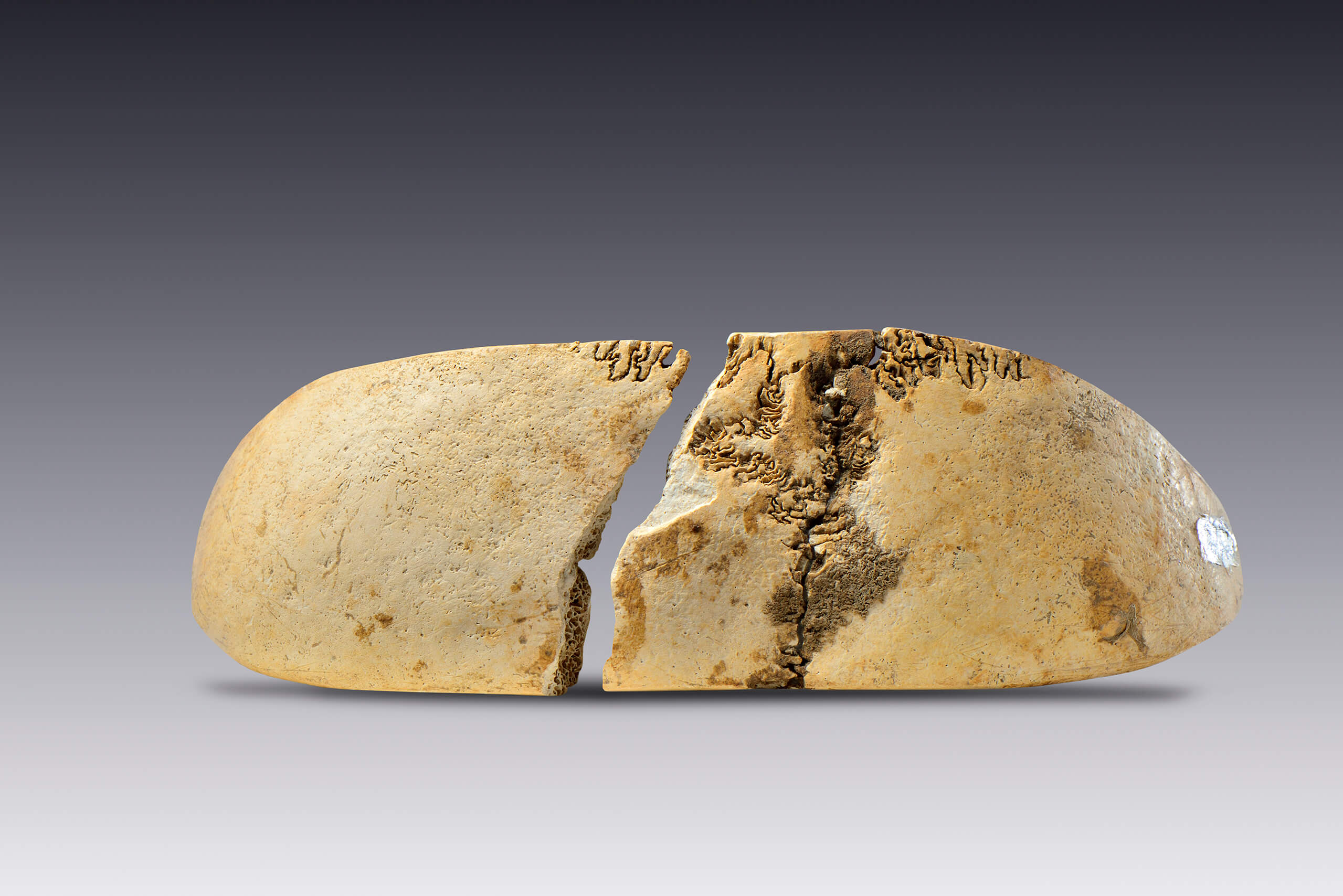 Placa elaborada con hueso de cráneo | El México antiguo. Salas de Arte Prehispánico | Museo Amparo, Puebla