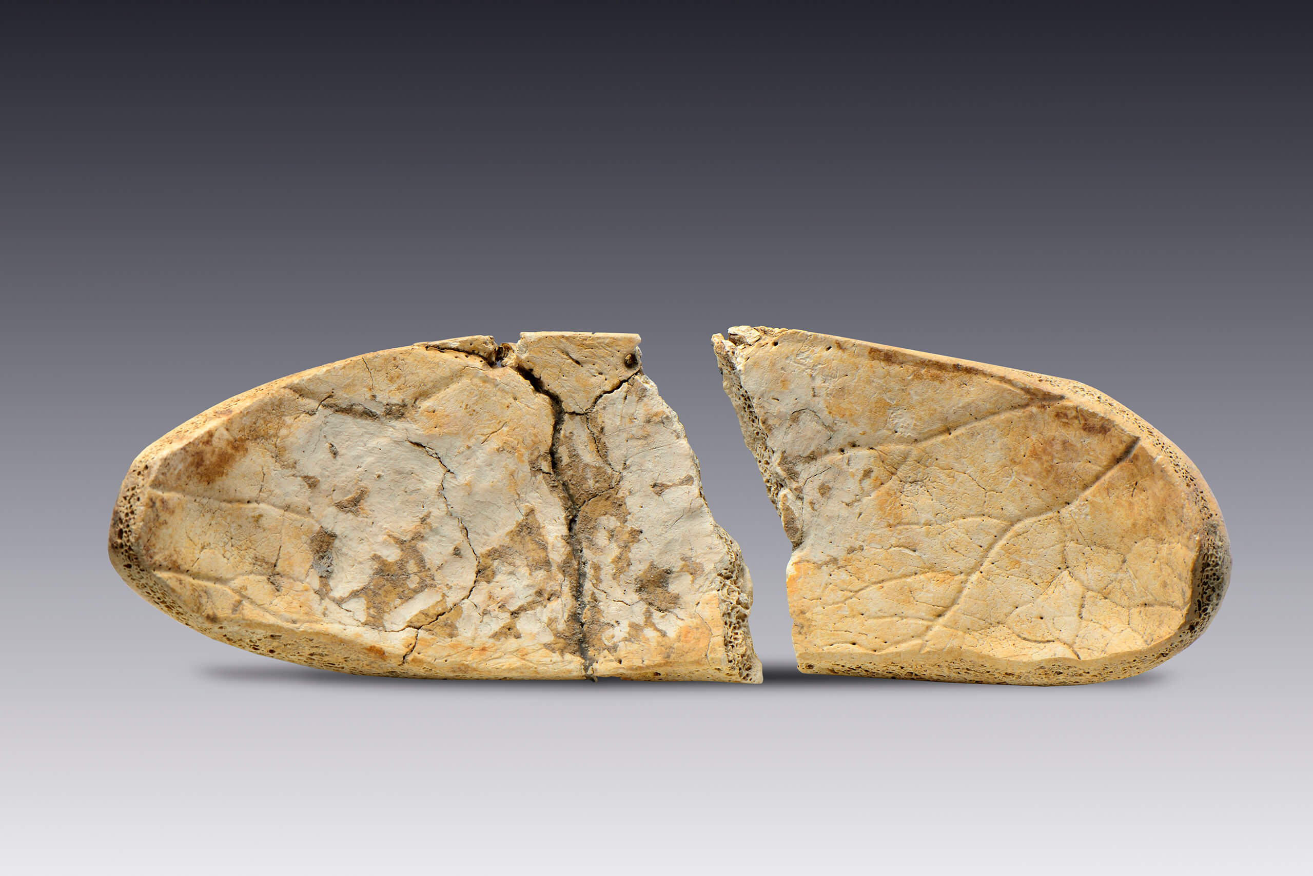 Placa elaborada con hueso de cráneo | El México antiguo. Salas de Arte Prehispánico | Museo Amparo, Puebla