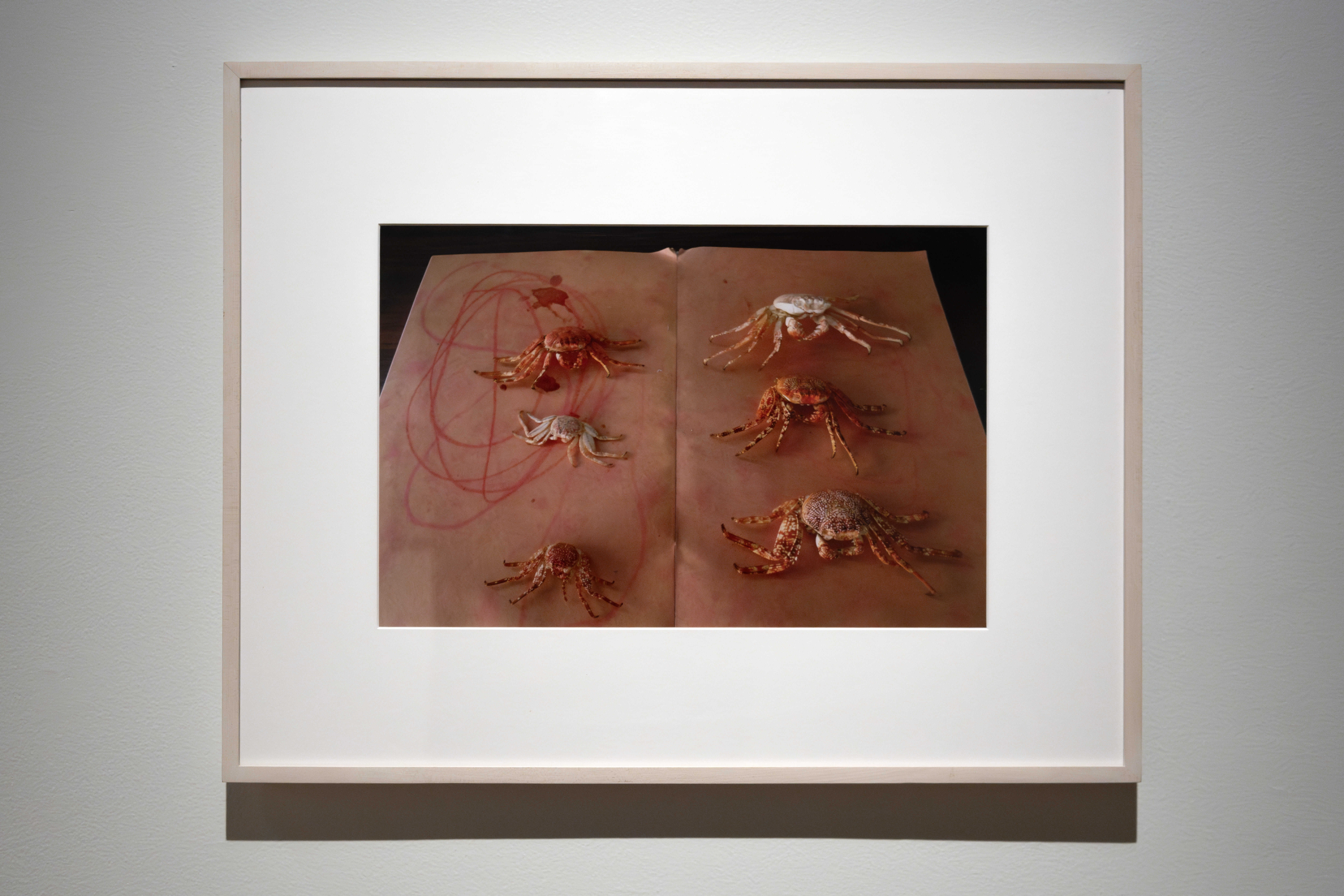 Six crabs on Simon&acute;s drawing  | Una vuelta en espiral. 35 años Colección Museo Amparo | Museo Amparo, Puebla
