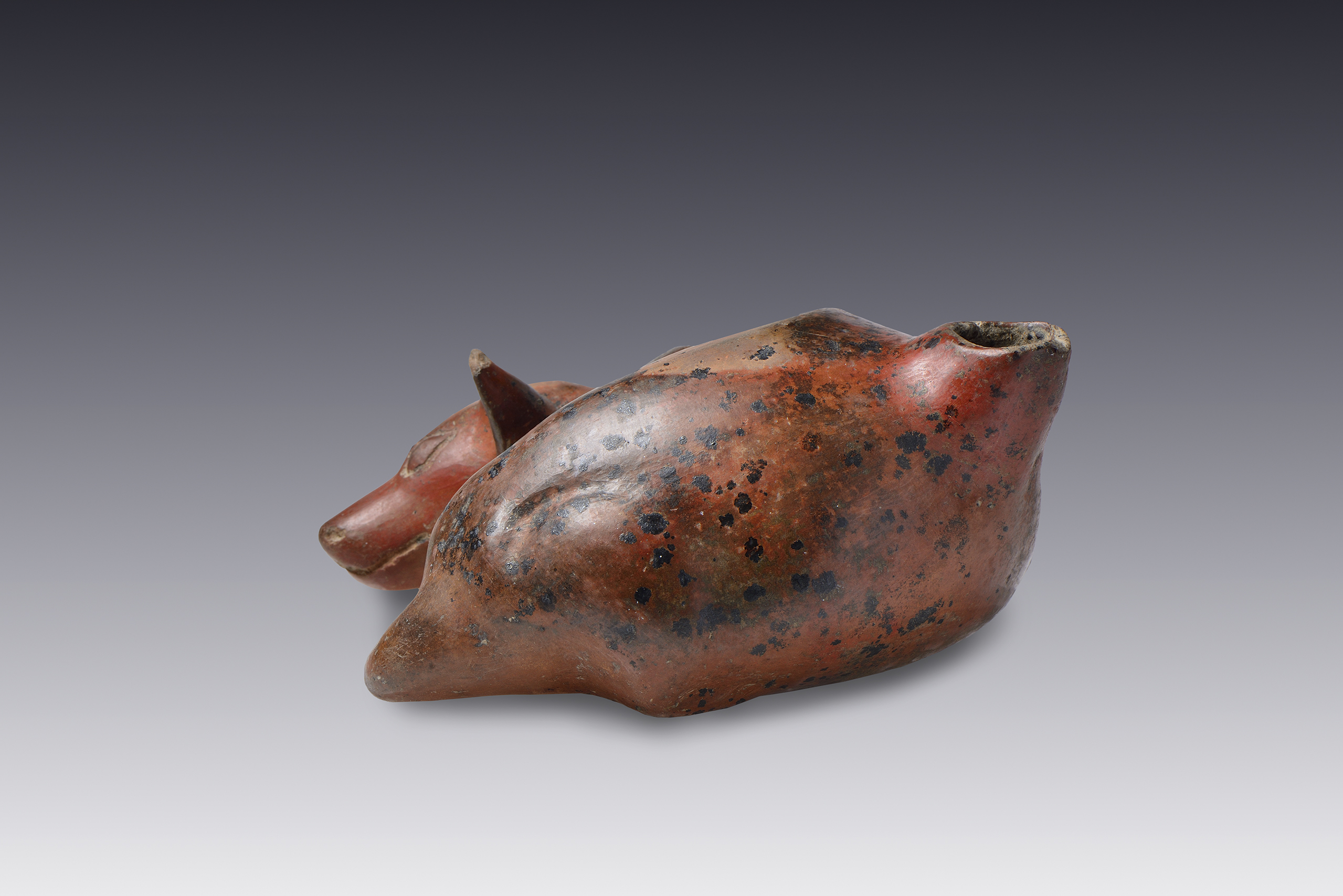Botellón de perro echado | El México antiguo. Salas de Arte Prehispánico | Museo Amparo, Puebla