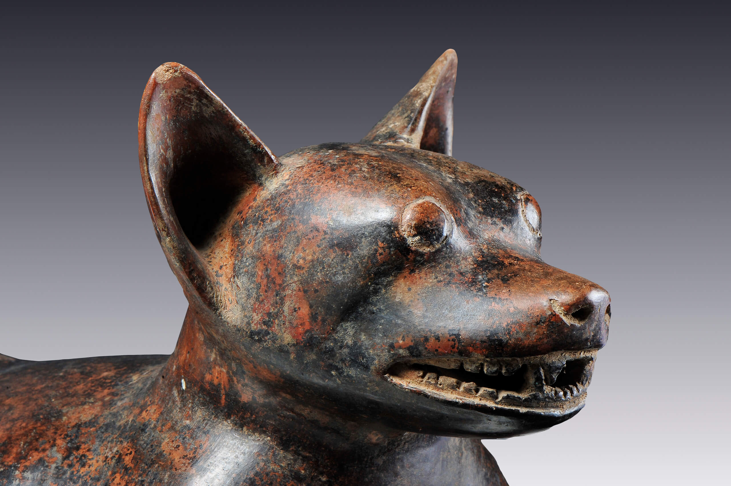 Representación de un perro que aparenta estar contento | El México antiguo. Salas de Arte Prehispánico | Museo Amparo, Puebla