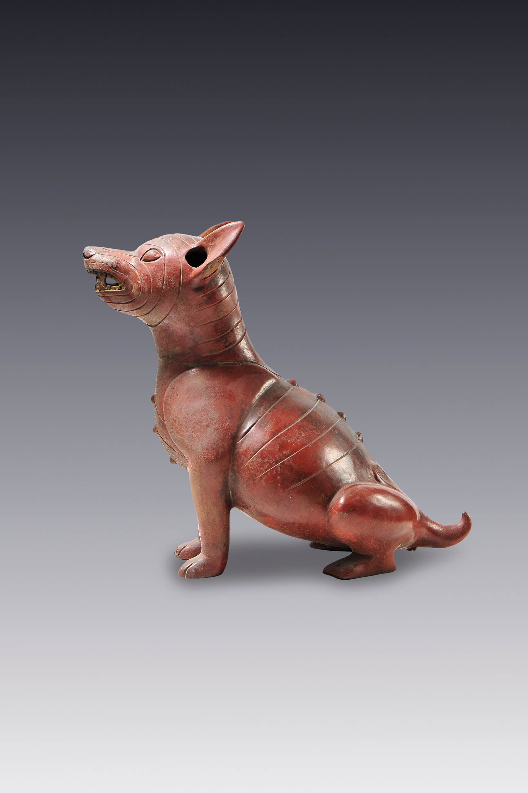 Figura de un perro robusto en actitud de atención | El México antiguo. Salas de Arte Prehispánico | Museo Amparo, Puebla