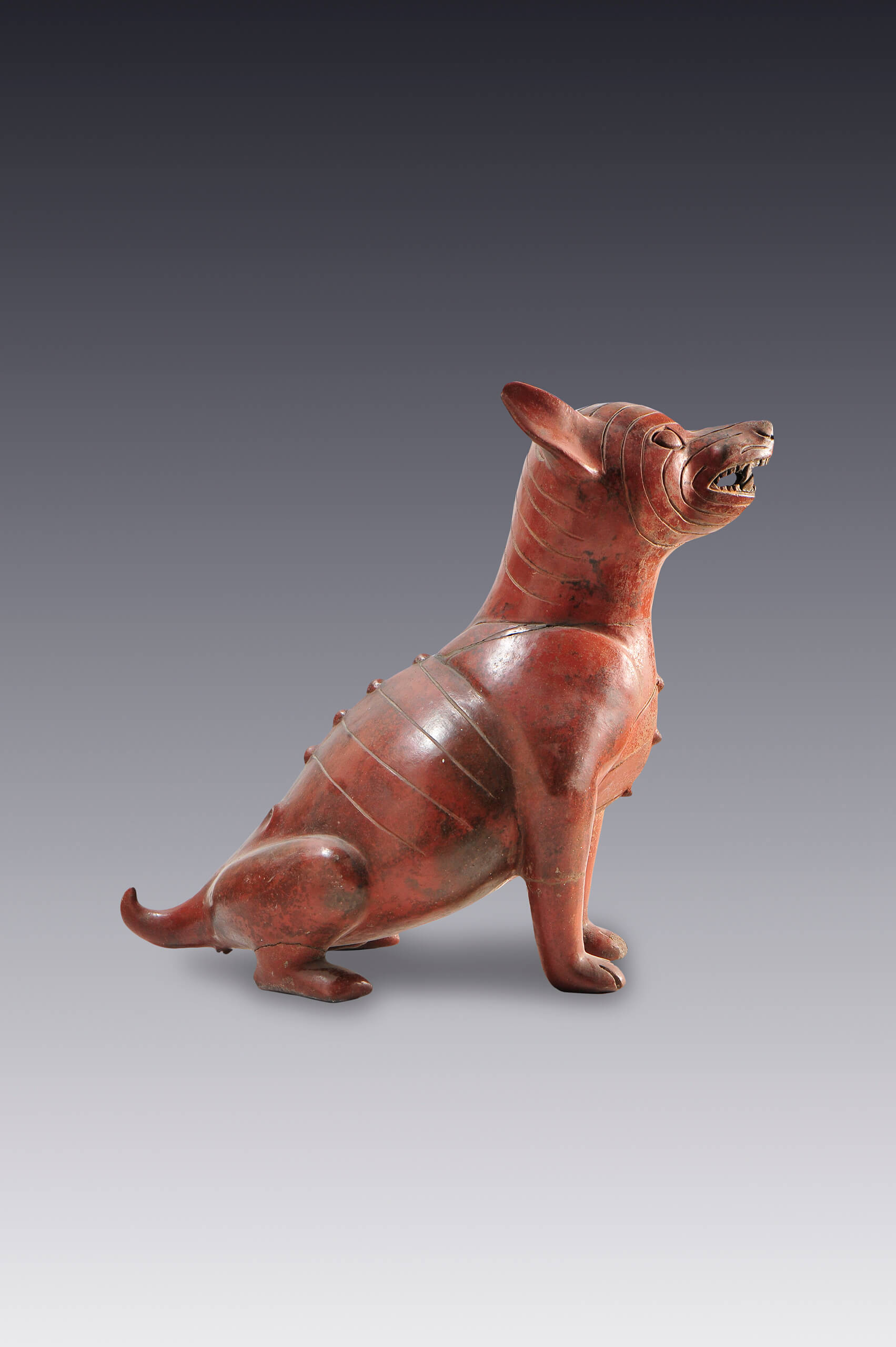 Figura de un perro robusto en actitud de atención | El México antiguo. Salas de Arte Prehispánico | Museo Amparo, Puebla