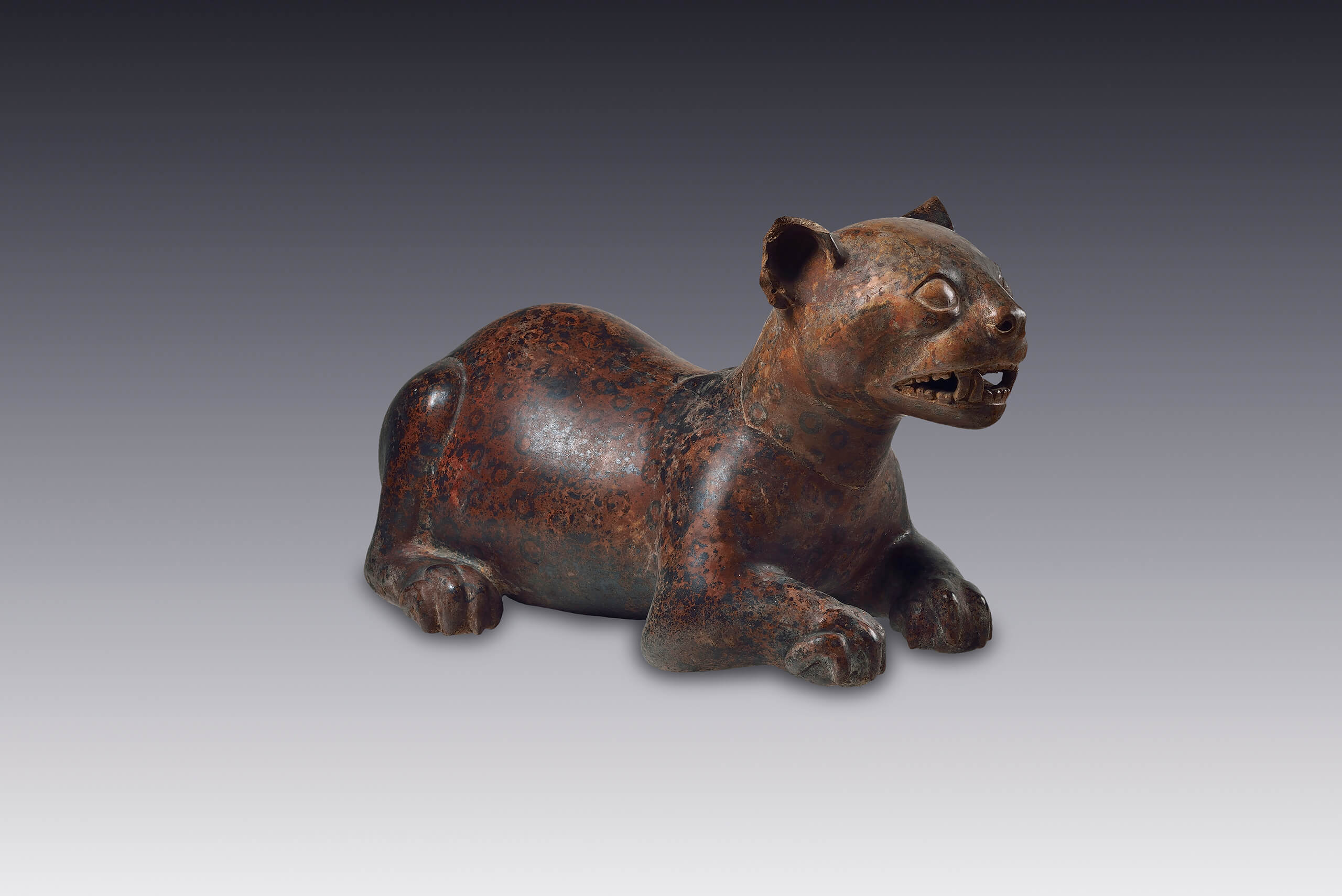 Felino en actitud de reposo | El México antiguo. Salas de Arte Prehispánico | Museo Amparo, Puebla