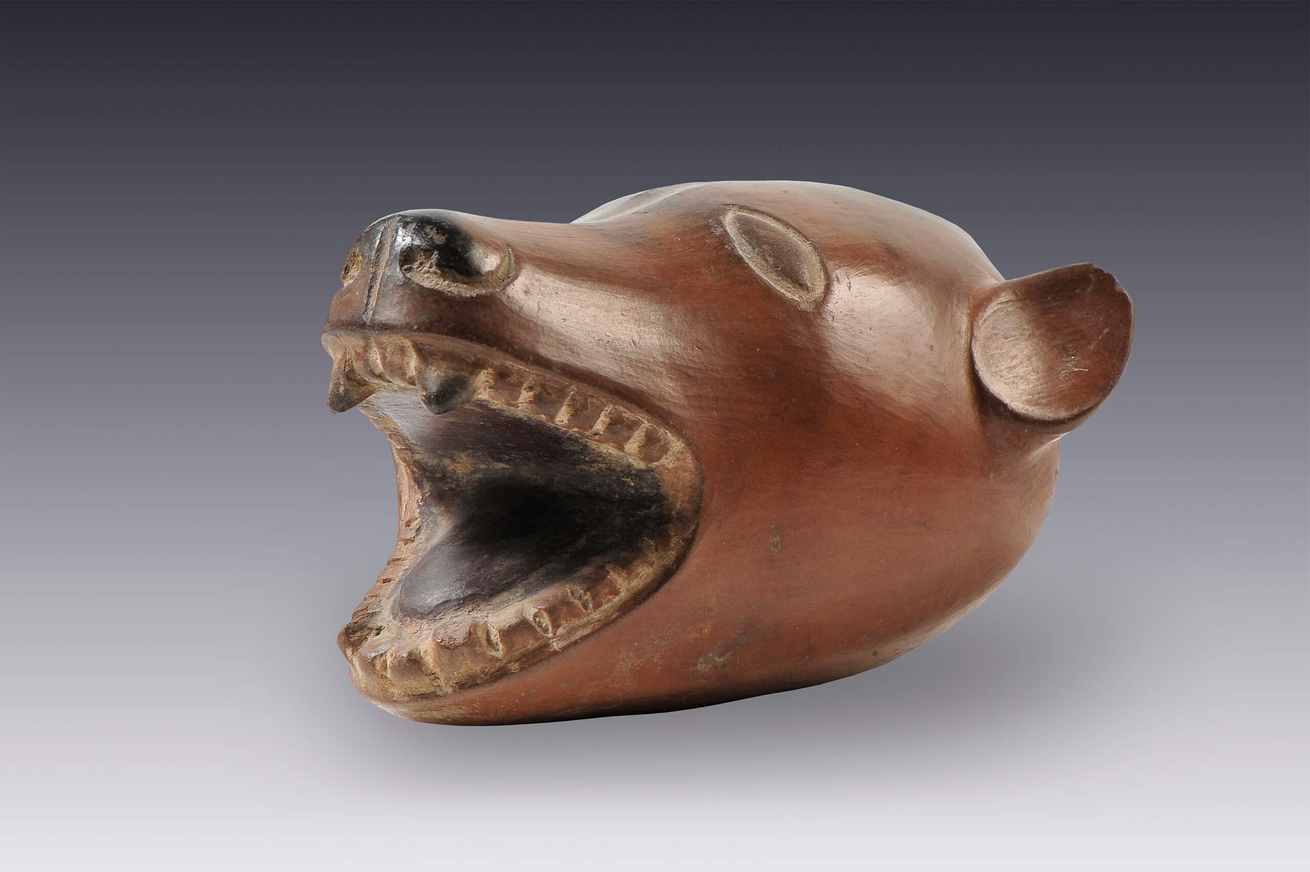 Vasija con forma de cabeza de perro | El México antiguo. Salas de Arte Prehispánico | Museo Amparo, Puebla