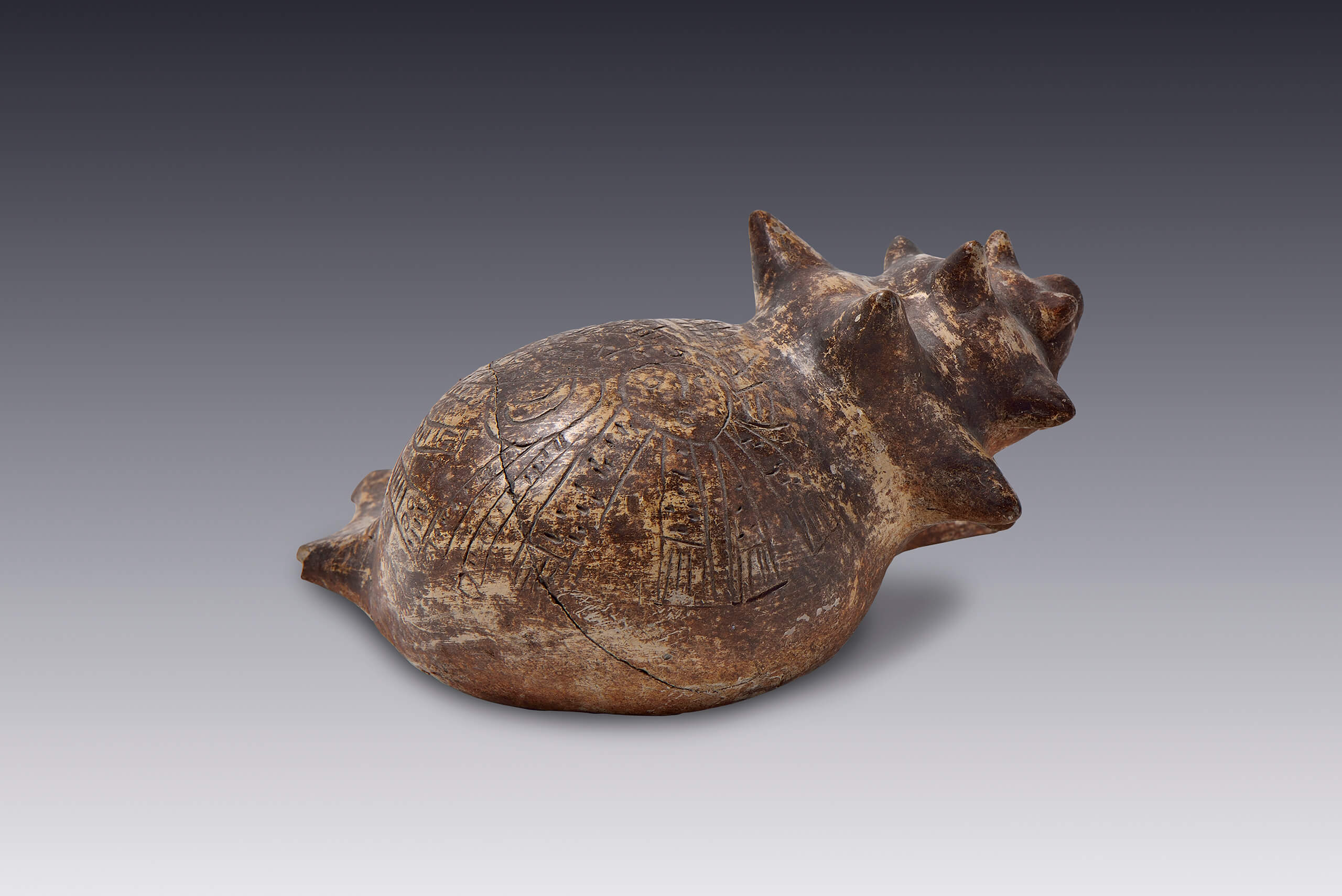 Figura de caracol marino | El México antiguo. Salas de Arte Prehispánico | Museo Amparo, Puebla