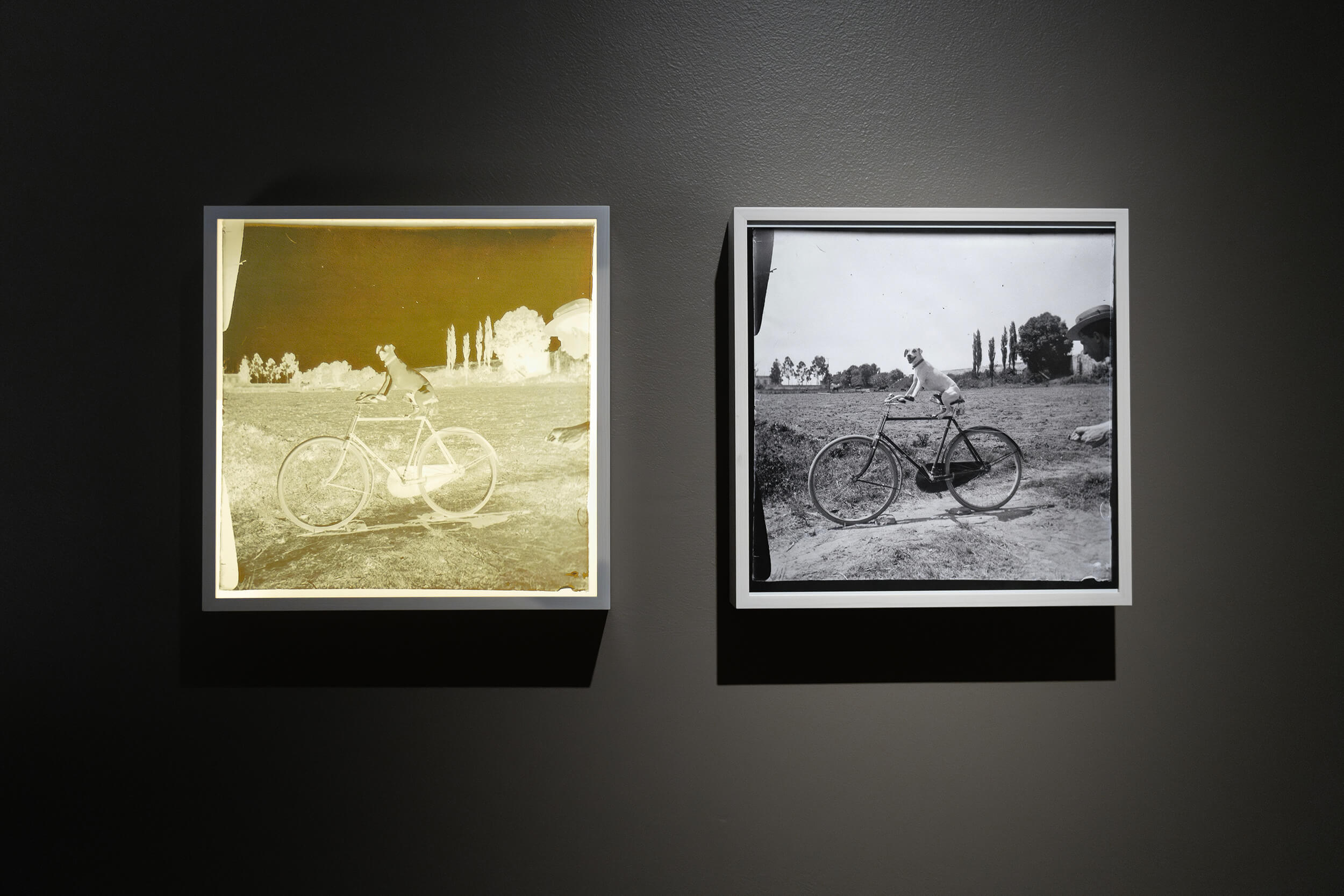 Perro en bicicleta | Memoria y relato. Fotograf&iacute;a en Puebla | Museo Amparo, Puebla