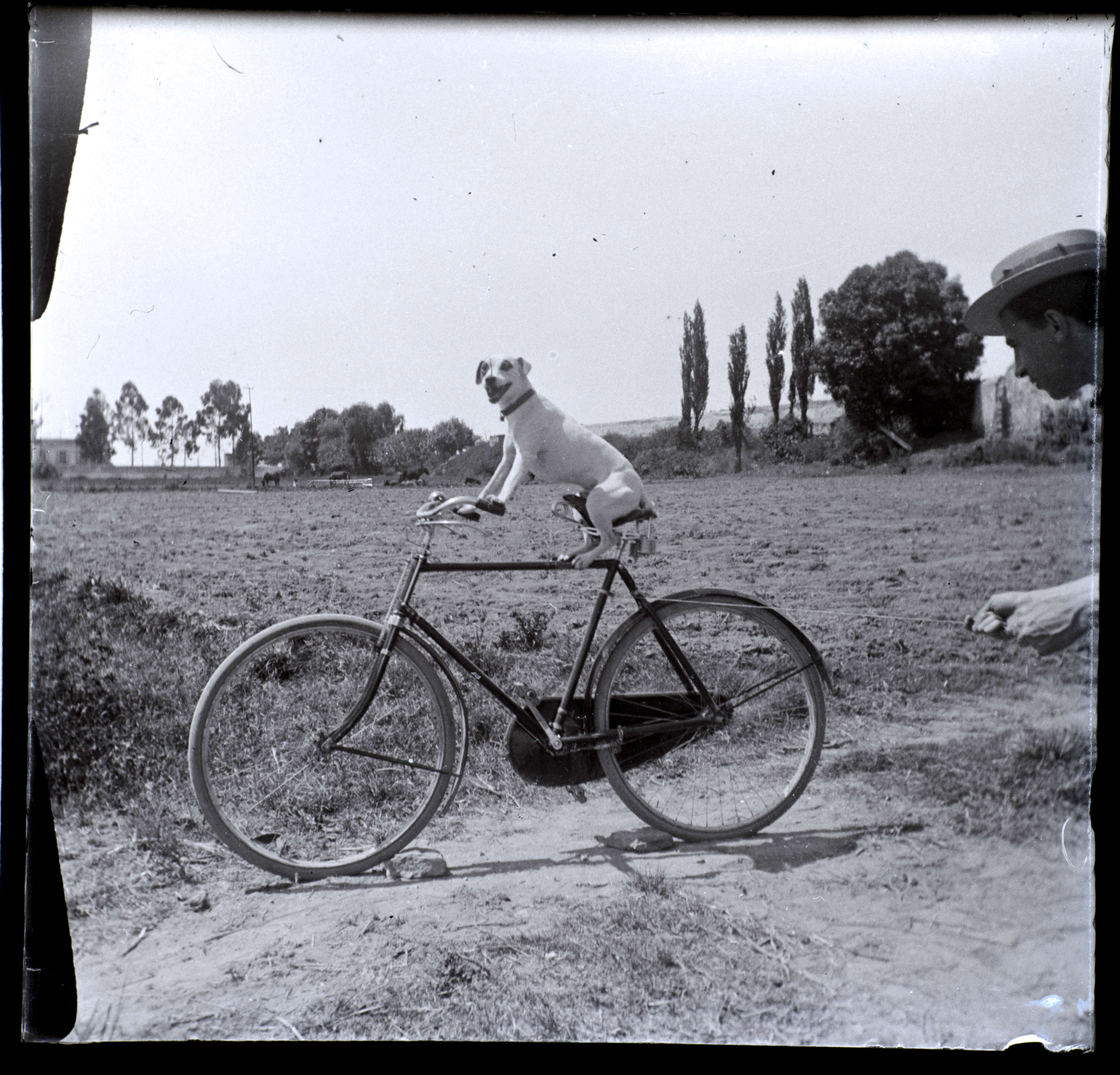 Perro en bicicleta | Memoria y relato. Fotograf&iacute;a en Puebla | Museo Amparo, Puebla