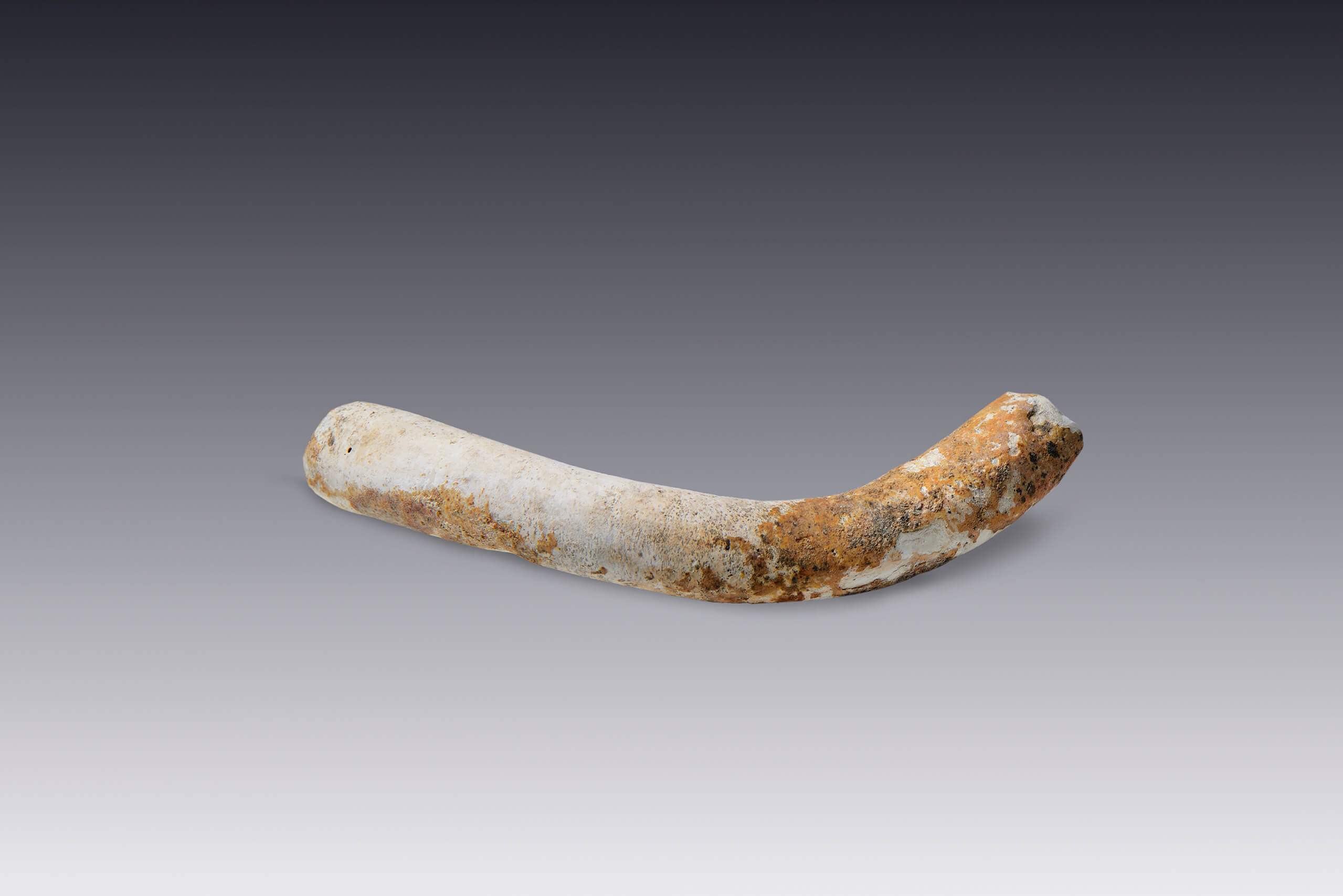 Tubo de coral | El M&eacute;xico antiguo. Salas de Arte Prehisp&aacute;nico | Museo Amparo, Puebla