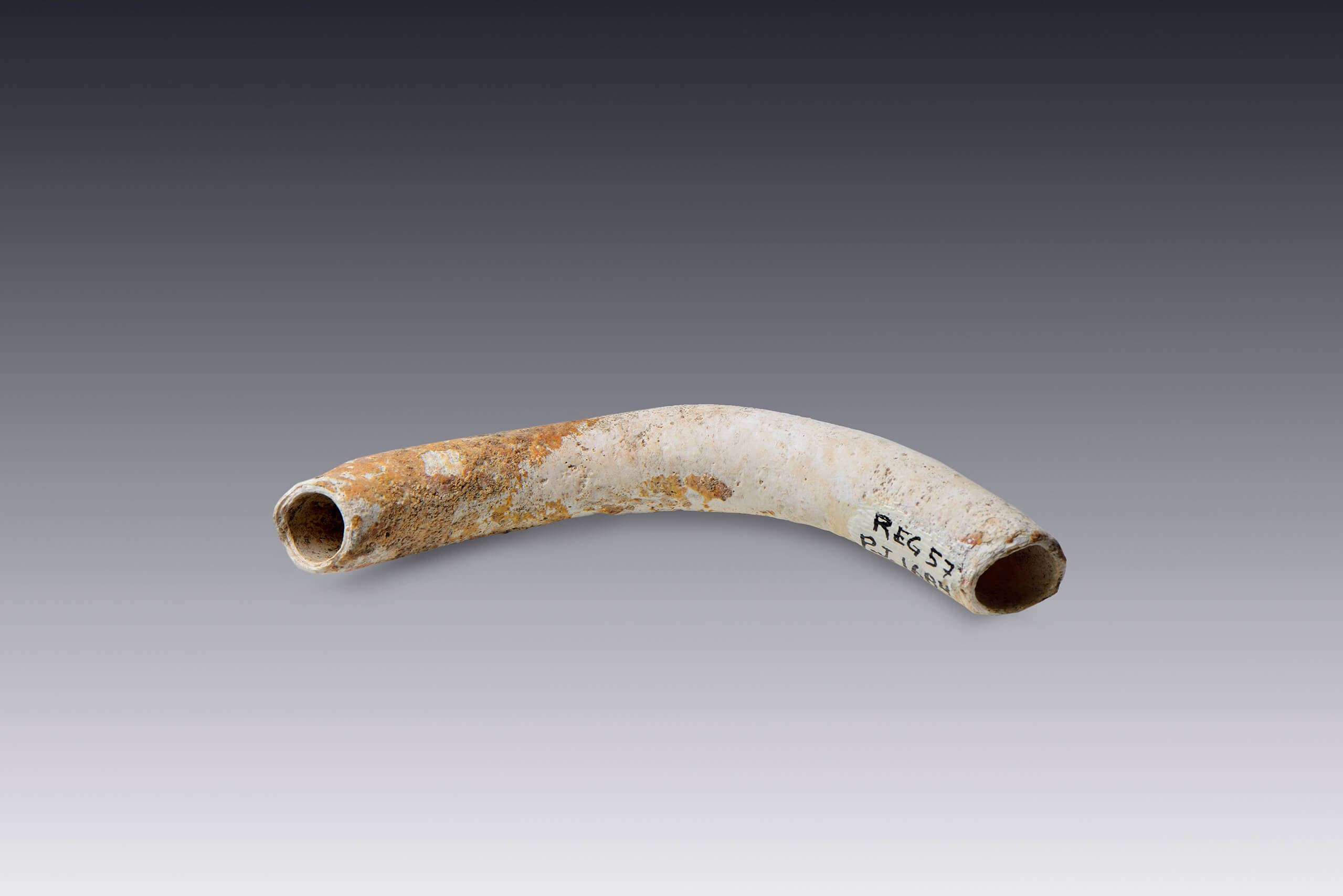 Tubo de coral | El M&eacute;xico antiguo. Salas de Arte Prehisp&aacute;nico | Museo Amparo, Puebla