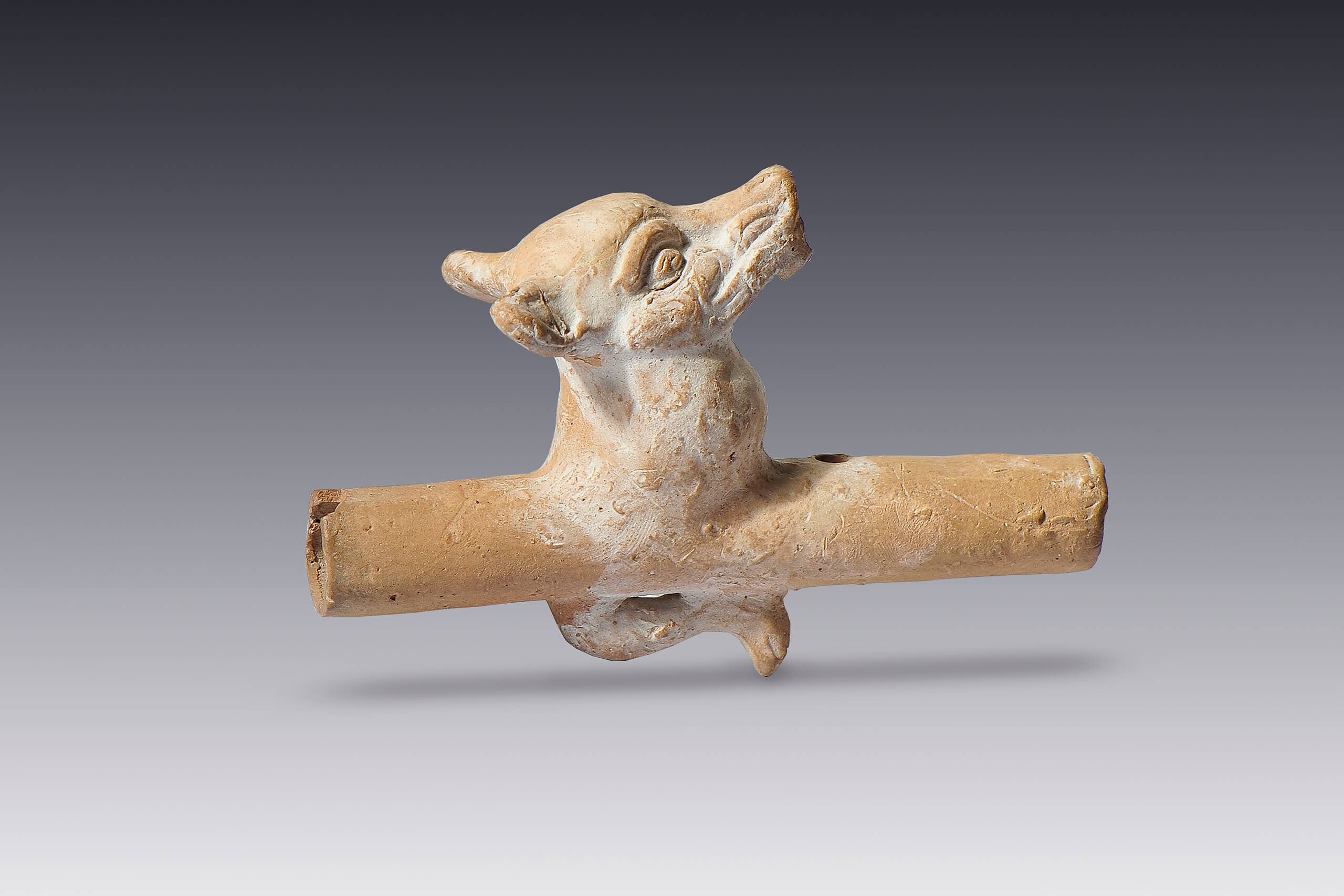 Flauta de muelle de aire con la efigie de un cánido | El México antiguo. Salas de Arte Prehispánico | Museo Amparo, Puebla