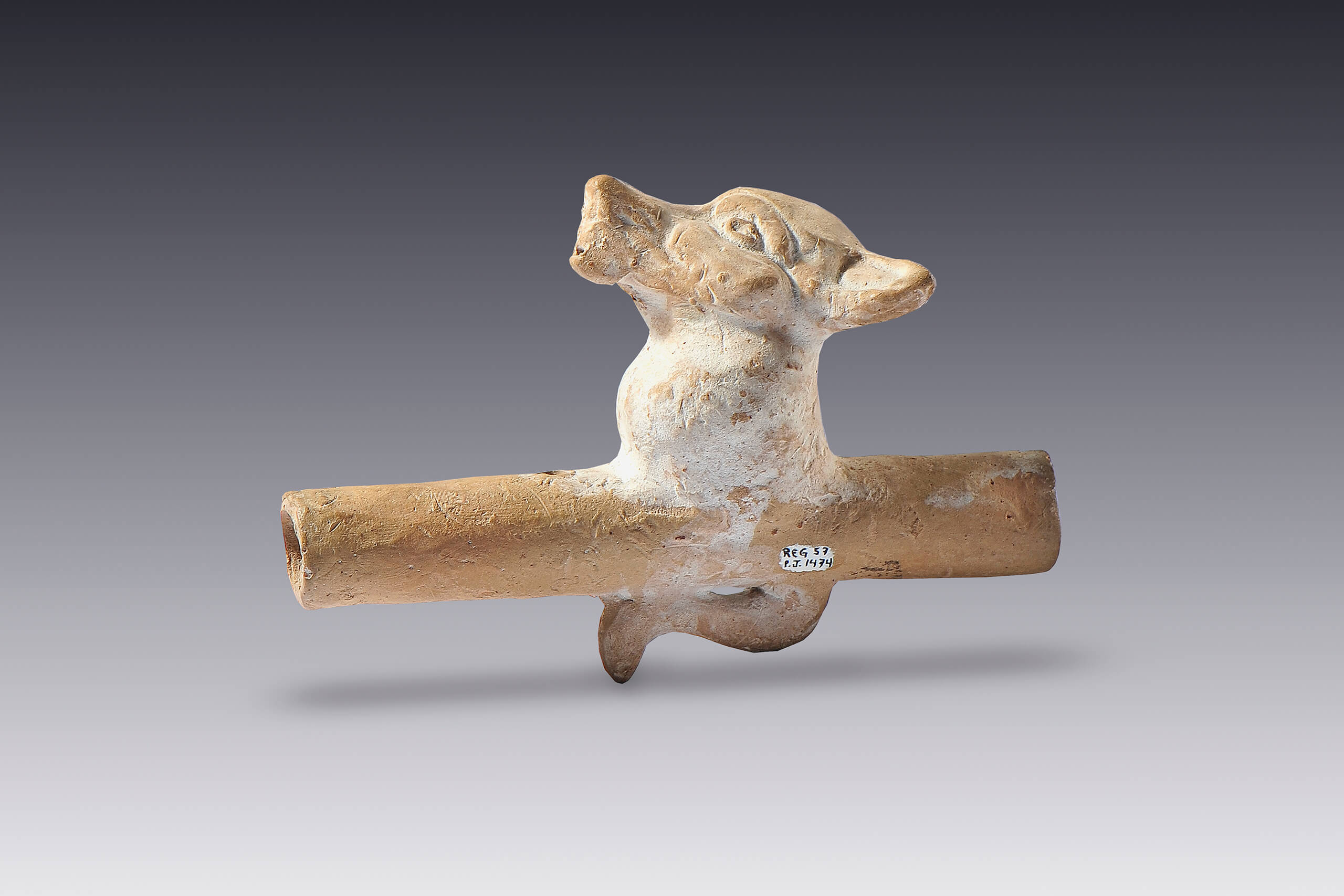 Flauta de muelle de aire con la efigie de un cánido | El México antiguo. Salas de Arte Prehispánico | Museo Amparo, Puebla