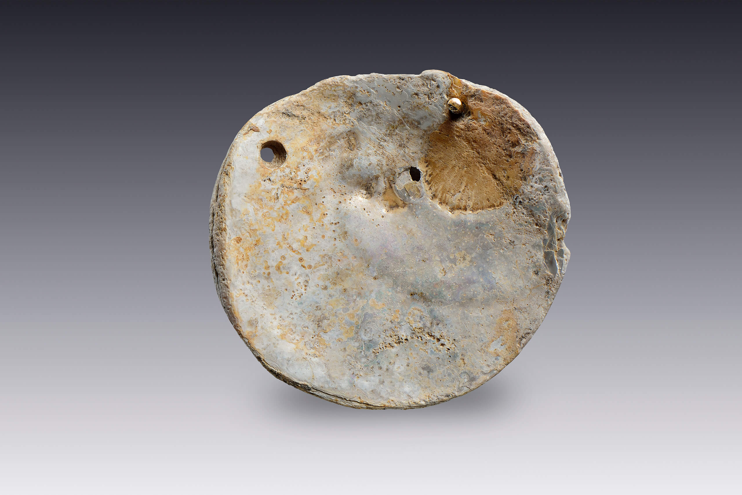 Adornos circulares de concha | El México antiguo. Salas de Arte Prehispánico | Museo Amparo, Puebla